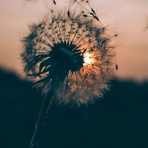 Meet your Posher, Isabella